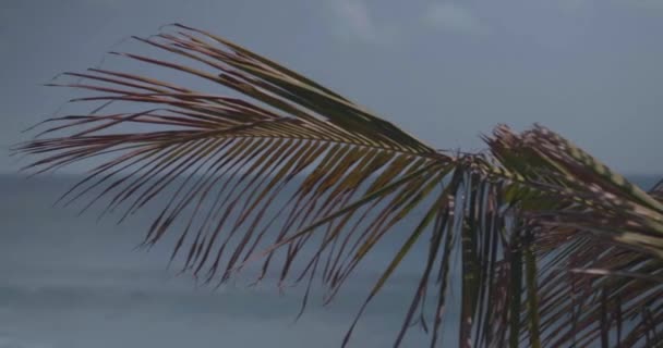 Close Palmboom Laat Zwaaien Wind Tegen Blauw Zeewater Sky Achtergrond — Stockvideo