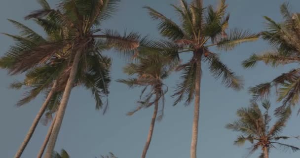 Low Angle Palm Trees Leaves Sway Wind Blue Sky Background — Stock Video