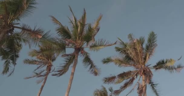 Lage Hoek Palmbomen Laat Zwaaien Wind Tegen Blauwe Hemel Achtergrond — Stockvideo