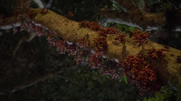 Gece Kuala Lumpur Şehir Siluetinin Yüksek Katlı Binadan Görünümü — Stok video