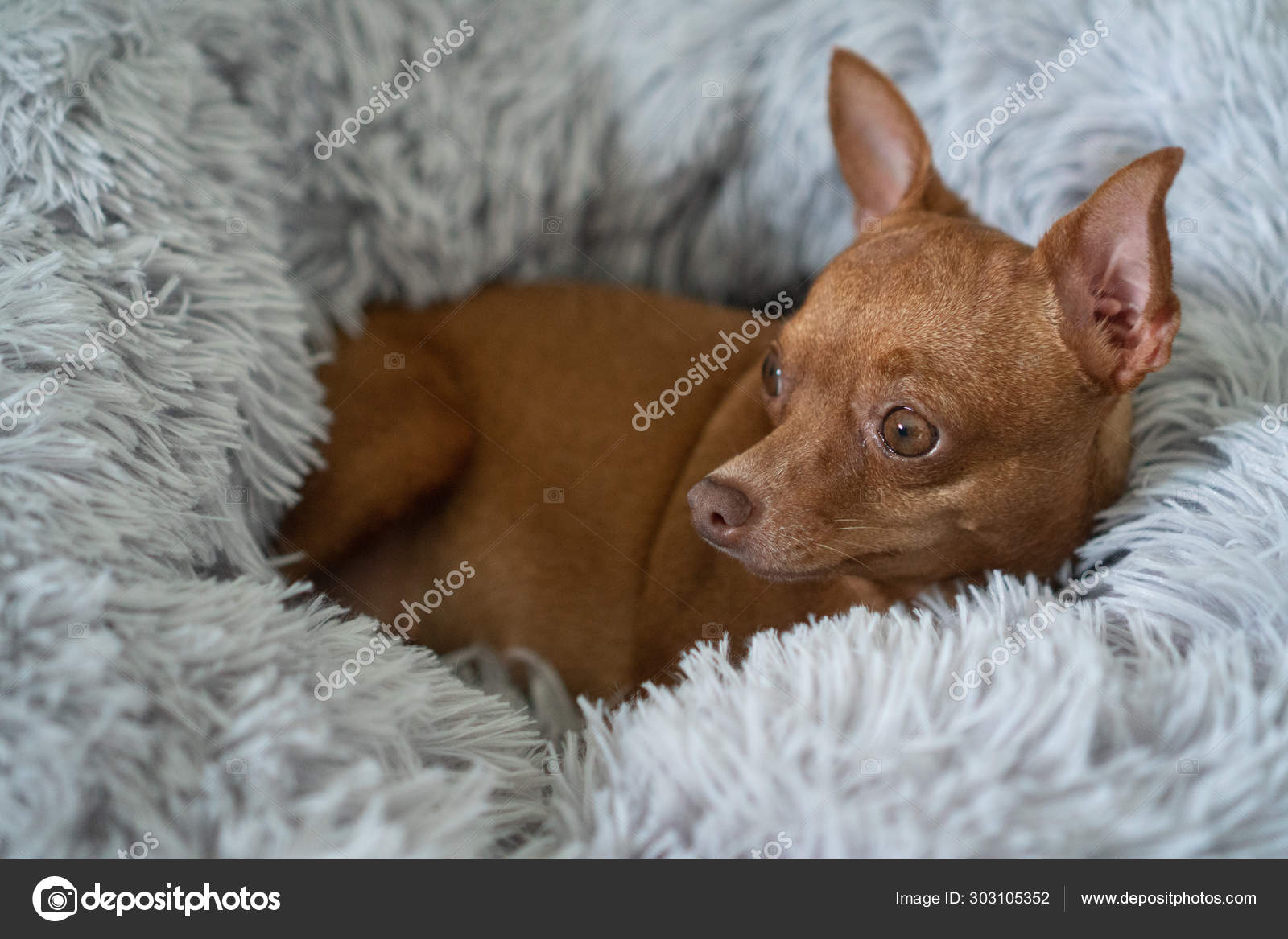 4 Mini Pincher Stock Photos Free Royalty Free Mini Pincher Images Depositphotos 4 Mini Pincher Stock Photos Free Royalty Free Mini Pincher Images Depositphotos