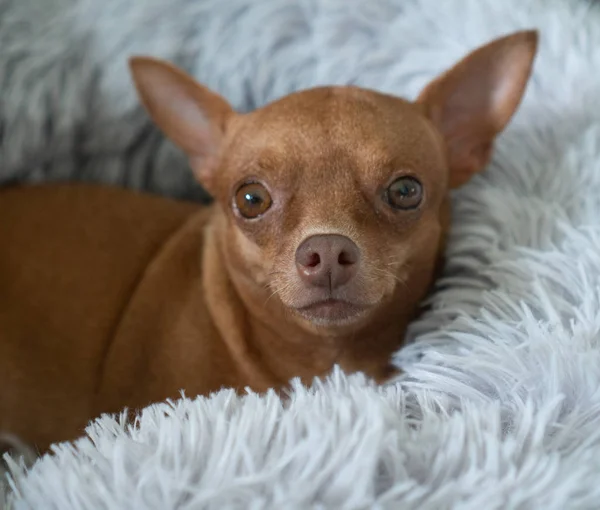 Piccolo Pinscher Zenzero Carino Rilassante Nel Suo Letto Soffice — Foto Stock