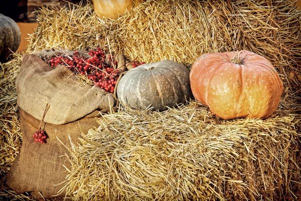 Thanksgiving Display Pumpa Bal Och Säckväv Säck Med Röda Bär — Stockfoto