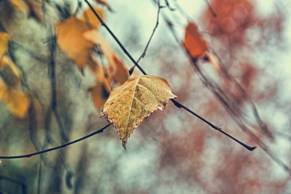 Herbstgelbes Blatt auf Zweig. Getöntes Image. — Stockfoto