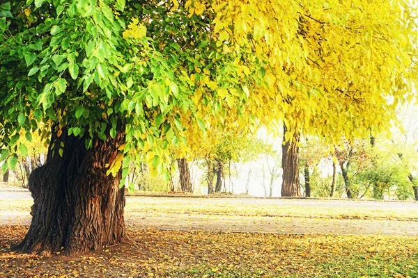 Parc d'automne pittoresque avec vieil arbre . — Photo