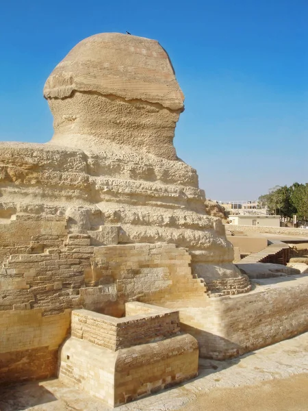 Ancien Grand Sphinx Gizeh Point Vue Arrière Droit — Photo