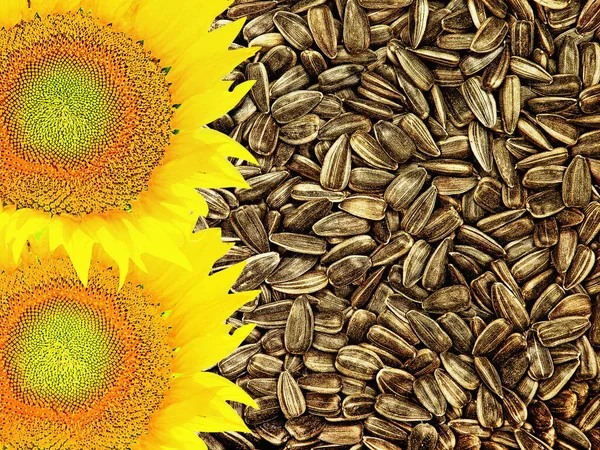 Fleurs Tournesol Graines Appropriées Comme Fond Alimentaire Vue Dessus — Photo