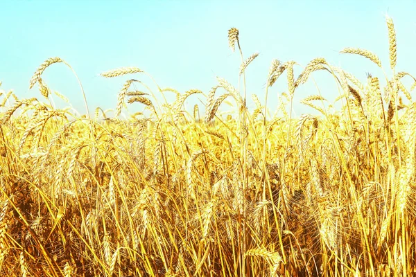 Rpe Golden Vete Sommarfältet Mot Blå Himmel Tog Närbild — Stockfoto