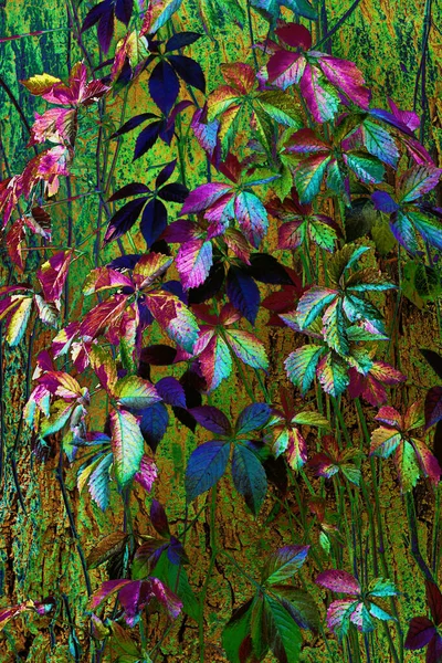 Veelkleurige Klimop Bladeren Als Achtergrond Van Natuur Digitaal Getint Getint — Stockfoto