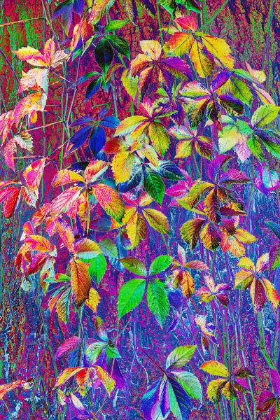 多彩的常春藤叶以近缘为自然背景 数字化 间接和色调化的图像 — 图库照片