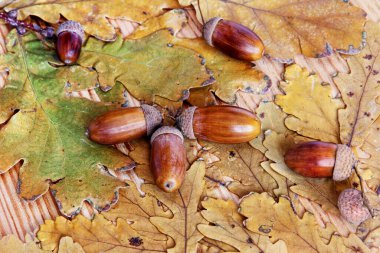 Sarı meşe yapraklarındaki meşe palamutları doğal bir arkaplan gibidir..