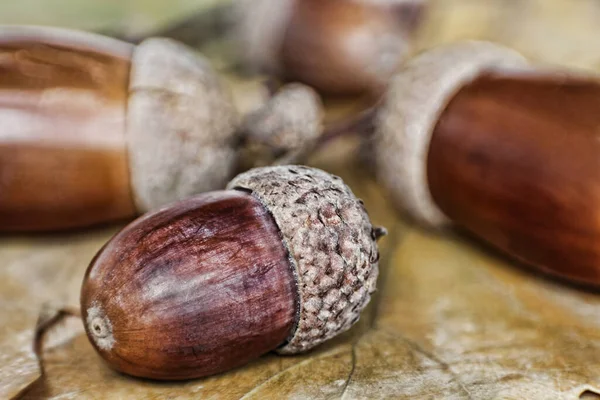 Acornes Chêne Sur Les Feuilles Prises Gros Plan — Photo