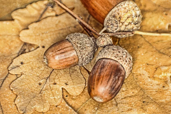 Acorns Dub Leaves Taken Closeup Toned Image — Stock fotografie
