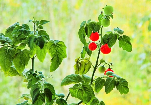 Ripe Cherie Tomatoes Branch Taken Closeup — Stock Photo, Image