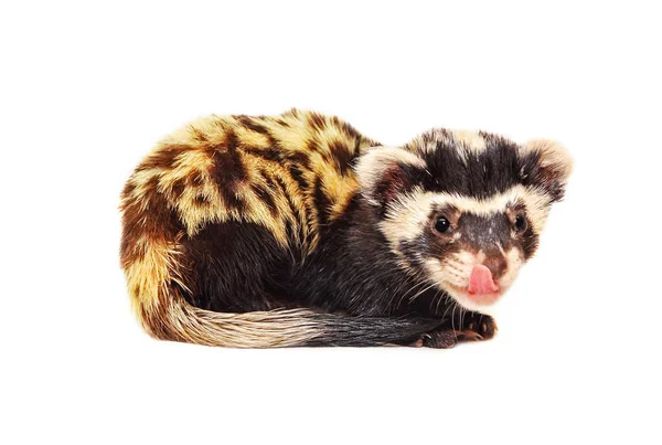 Ferret Marbled Polecat Vormela Peregusna Lambendo Lábios Fundo Branco Espécies — Fotografia de Stock