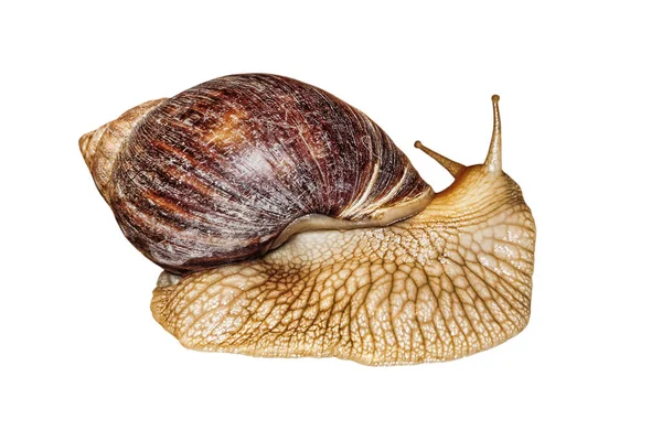 Achatina Slak Genomen Close Geïsoleerd Witte Achtergrond — Stockfoto