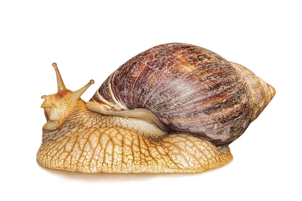 Achatina Slak Geïsoleerd Witte Achtergrond Met Schaduw — Stockfoto