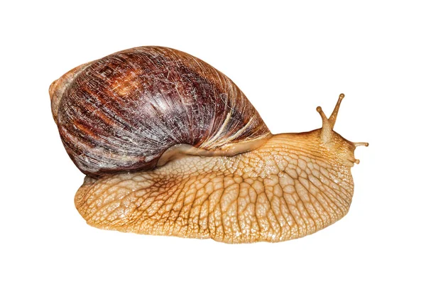 Achatina Snail Taken Closeup Isolated White Background — Stock Photo, Image