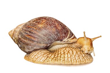 Achatina salyangozu beyaz arka planda izole edilmiş ve gölgesi yakın plan çekilmiş..