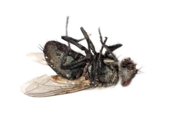 Dead Fly Insecta Culcat Spate Luate Aproape Fundal Alb Umbra — Fotografie, imagine de stoc