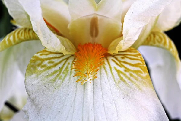 アイリス 庭の花のクローズ アップ — ストック写真