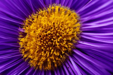Mavi papatya. Sıra dışı bir renk kombinasyonu. Makro mavi bir çiçek.