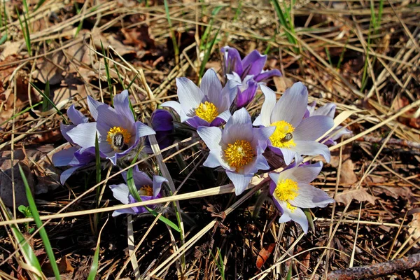 İlk bahar çiçekleri, rüya otu. Fotoğraf doğa.