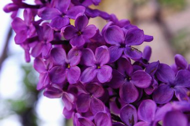 Ukrayna'da leylak bahar. Mor çiçekler.