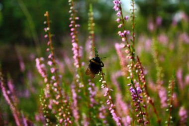 Yaban-arısı. Heather. Şafakta ormana.