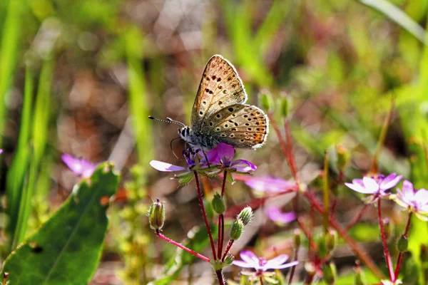 Bir çiçek kelebek. Makro fotoğraf doğa.