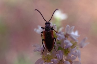 Böcek bir çiçek üzerinde oturduğundan. Makro fauna.