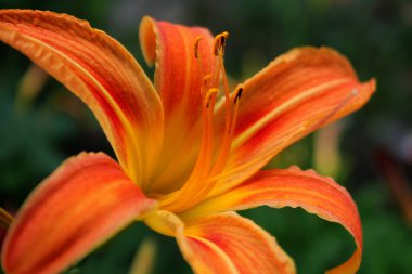 Güzel zambak çiçeği. Bir resimin çiçek.