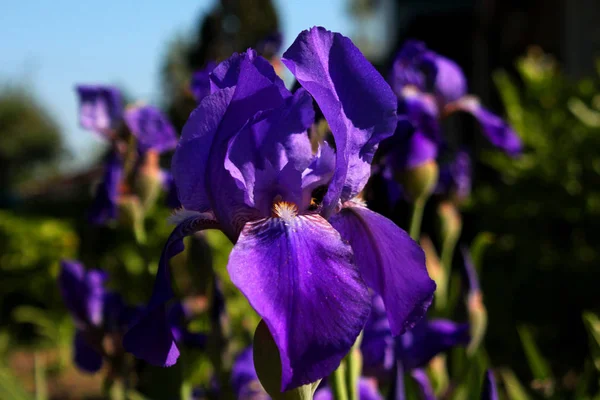 Büyütülmüş çiçek Bahçe Iris. Ekran koruyucu. 