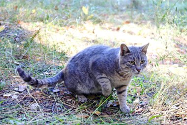 Doğada vahşi kedi. Fauna.