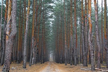 Orman yolu. Ormanda sabah.