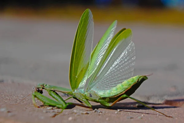 Πράσινο Mantis Άγρια Φύση — Φωτογραφία Αρχείου