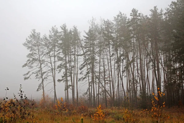 Manhã Nevoeiro Floresta — Fotografia de Stock