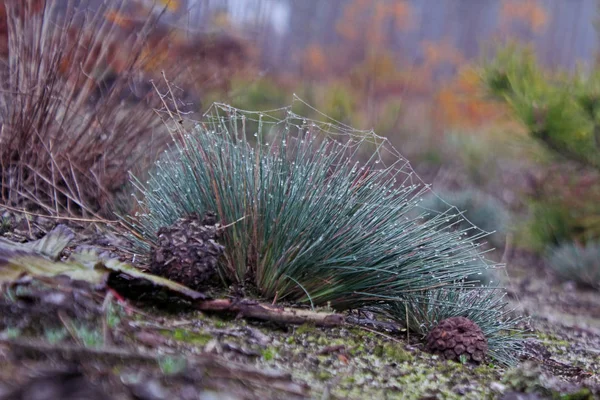 Morgon Skogen Ross — Stockfoto