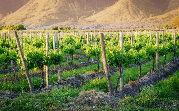 Vineyard Beginning Spring Afternoon — Stock Photo, Image