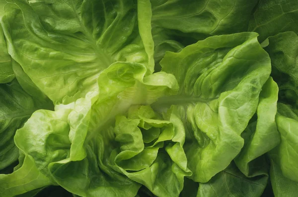 Lettuce Leaves Background Green Tones — Stock Photo, Image