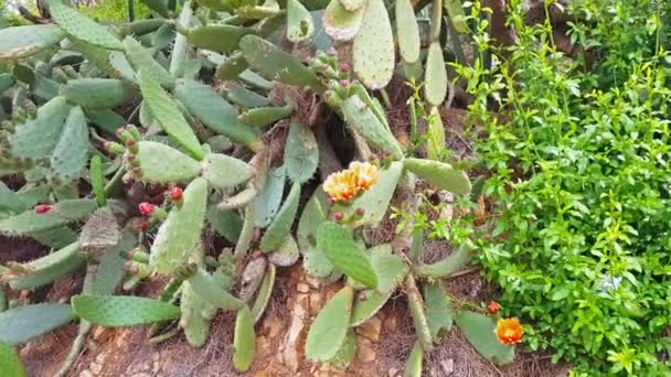 Cactus floreciente en la ladera de la montaña. resort Blanes — Vídeo de stock