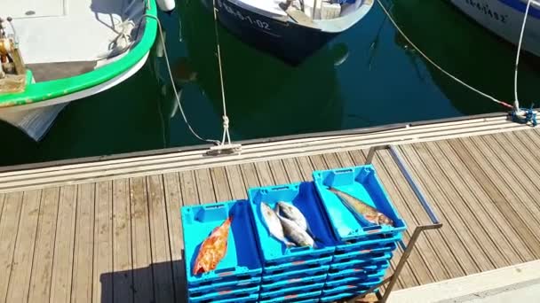 Barche da pesca in porto Blanes. pescare prelibatezze di mare — Video Stock