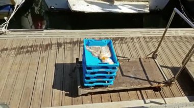 Balıkçı tekneleri limanda Blanes. deniz lezzetleri yakalamak