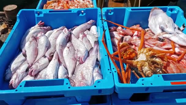 Голубые контейнеры с уловом морской рыбы, деликатесы — стоковое видео