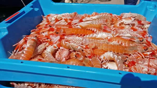 Contenedores azules con captura de camarones marinos — Vídeo de stock