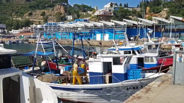 Vissersboten in de haven Blanes. Overstaptijd voor de zee delicatessen — Stockvideo