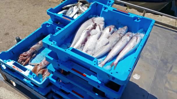 Wadah biru dengan tangkapan ikan laut, makanan lezat — Stok Video