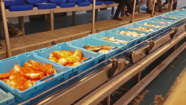 Blue containers with catch of sea fish, delicacies — Stock Video