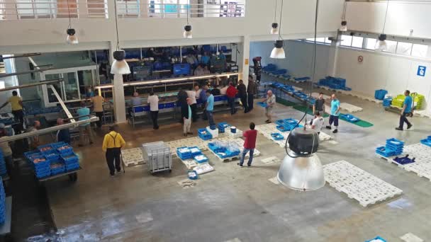 Subasta de pescado Blanes, España. Contenedores en el transportador — Vídeos de Stock