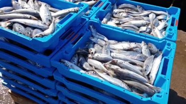 Mavi bir deniz balık yakalamak ile kaplarını lezzetleri